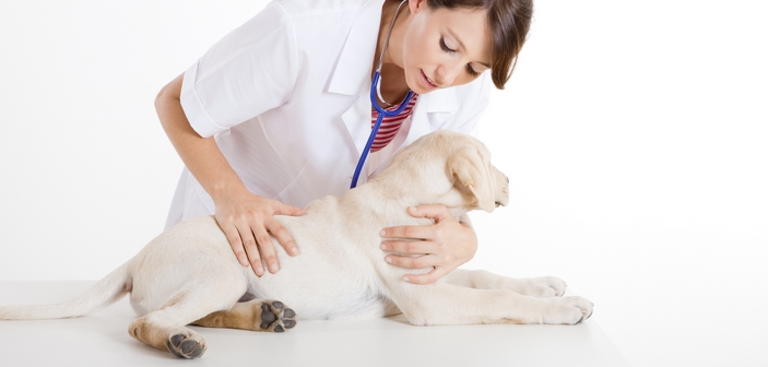 Hundemassage er godt for hunden og får den til at slappe af 