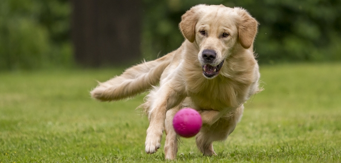 For højt aktivitetsniveau kan stresse din hund