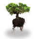 vildt design - svaevende bonsai